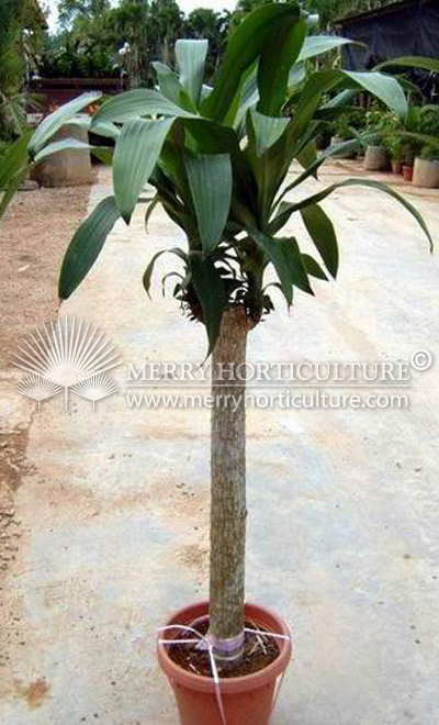 Dracaena F. M